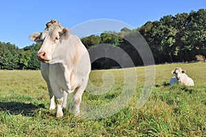 Peaceful charolais cows