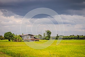 A peaceful cottage on green rice farm with dark stormy sky background. Tranquilly green rice field and farmer hut under calm sky