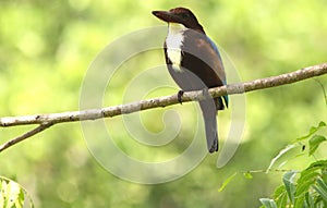 Peaceful Day of White-Throated Kingfisher on The Tree