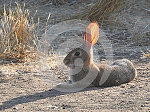 Peaceful day, wildlife, ,rabbits, cottontail