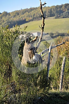 A peaceful donkey in the field