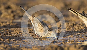 Peaceful Dove drinking at a waterhole