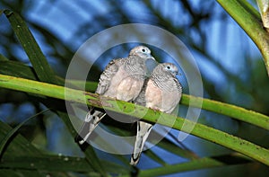 Peaceful Dove, geopelia placida, Adults standing on Branch, Australia photo