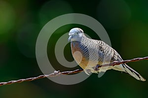 Peaceful Dove (Geopelia placida) , on Barbed Wire Fence photo