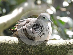 Peaceful doveÃÂ Geopelia placida photo