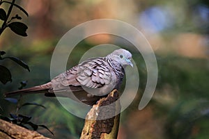 Peaceful Dove sitting on stump, Australian wildlife