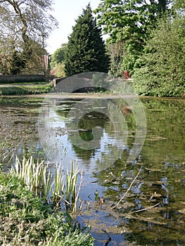 A Peaceful Duck Pond by a Bridge photo
