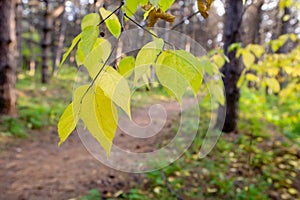 Peaceful fall scene