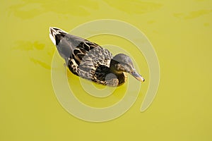 The peaceful female wild mallard - Anas platyrhynchos