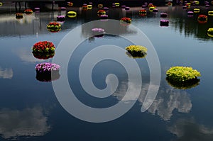 Peaceful flowers on water at Epcot photo