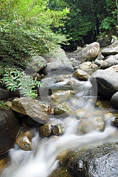 Peaceful flowing stream in forest