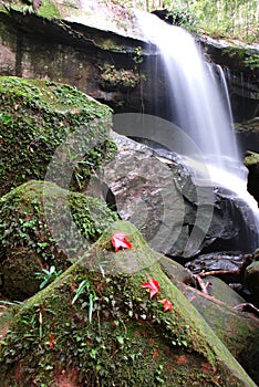 Peaceful flowing stream in the forest