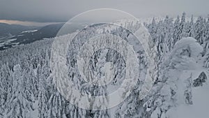 Peaceful flying between snowy trees in winter forest landscape aerial view