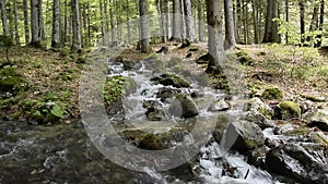 Peaceful forest landscape with small river cascade falls over rocks