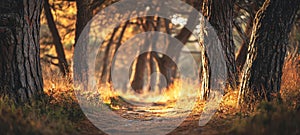 The peaceful forest pathway illuminated by golden autumn sunlight AI generated image