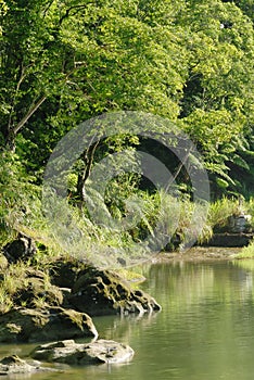 Peaceful forest with river