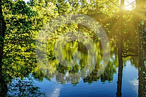 A peaceful forest scene with a quiet water lake pond surface with surrounding trees reflection