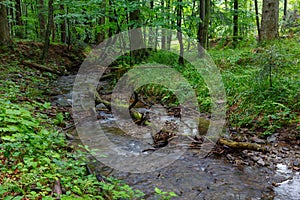 Peaceful forest stream flow down among stones