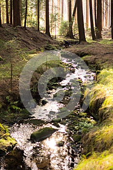 Peaceful forest with a wild flowing stream.