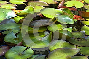 Peaceful garden. nenuphar