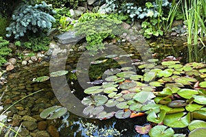 Peaceful garden. nenuphar