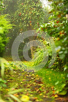 Peaceful garden and path. Apple tree in the background