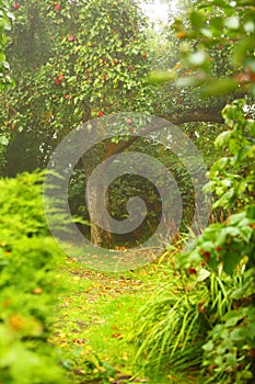 Peaceful garden and path. Apple tree in the background