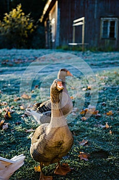 Peaceful geese