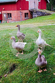 Peaceful geese