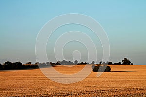 Peaceful golden field at sunset in rural England