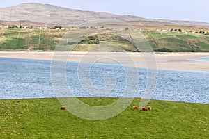 Peaceful grazing Highland cows in Rhitongue with a backdrop of sandy beach and rolling hills