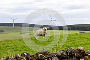 Peaceful grazing sheep and wind turbines in the distance symbolise Scotland blend of old and new