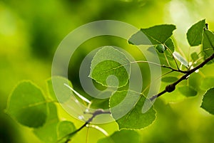 Peaceful Green Aspen Leaves