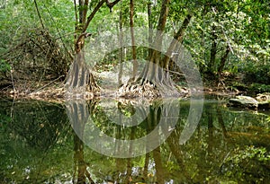 Peaceful green nature with quiet pond and banyan trees reflection in water