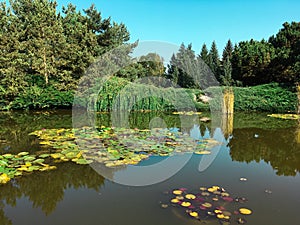 Peaceful green waterlily pond