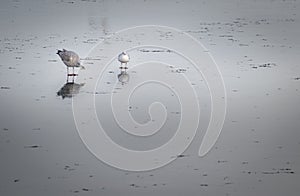 Peaceful gulls standing on the frozen water with beautiful reflection