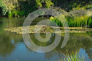 Peaceful headwaters of the Murrumbidgee River at Yaouk NSW photo