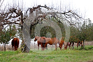 Peaceful idyllic landscape with young chestnut mares on the hill