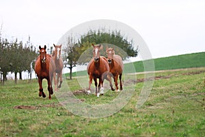 Peaceful idyllic landscape with young chestnut mares on the hill