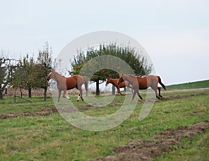 Peaceful idyllic landscape with young chestnut mares on the hill