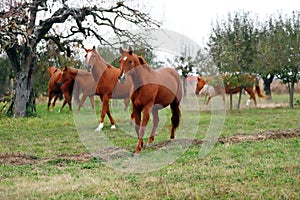 Peaceful idyllic landscape with young chestnut mares on the hill