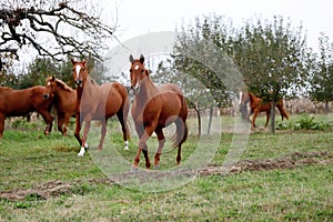 Peaceful idyllic landscape with young chestnut mares on the hill