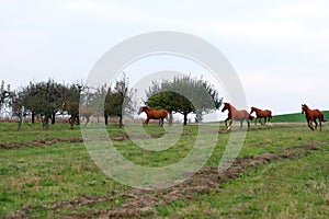 Peaceful idyllic landscape with young chestnut mares on the hill