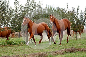 Peaceful idyllic landscape with young chestnut mares on the hill