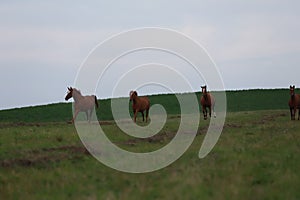 Peaceful idyllic landscape with young chestnut mares on the hill