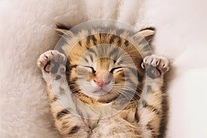 Peaceful kitten sleeping in comfort on soft white background, exuding warmth and tranquility