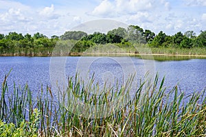 A peaceful lake close to Brevard zoo entrance