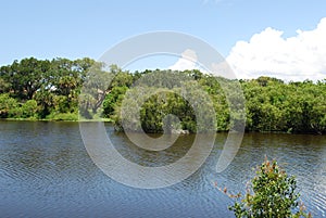 Peaceful lake in a nature preserve in Sarasota Florida