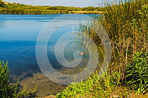 Peaceful landscape with blue lake,  rushes and marsh plants at the edge of the lake