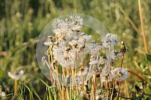 Peaceful landscape dandelions in a field at sunset